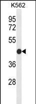 Claudin 15 Antibody in Western Blot (WB)