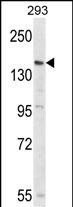 PCDH17 Antibody in Western Blot (WB)