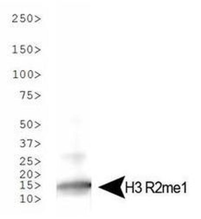 H3R2me1 Antibody in Western Blot (WB)