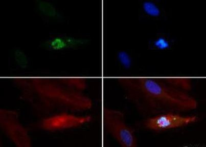 H3K4me1T3ph Antibody in Immunocytochemistry (ICC/IF)