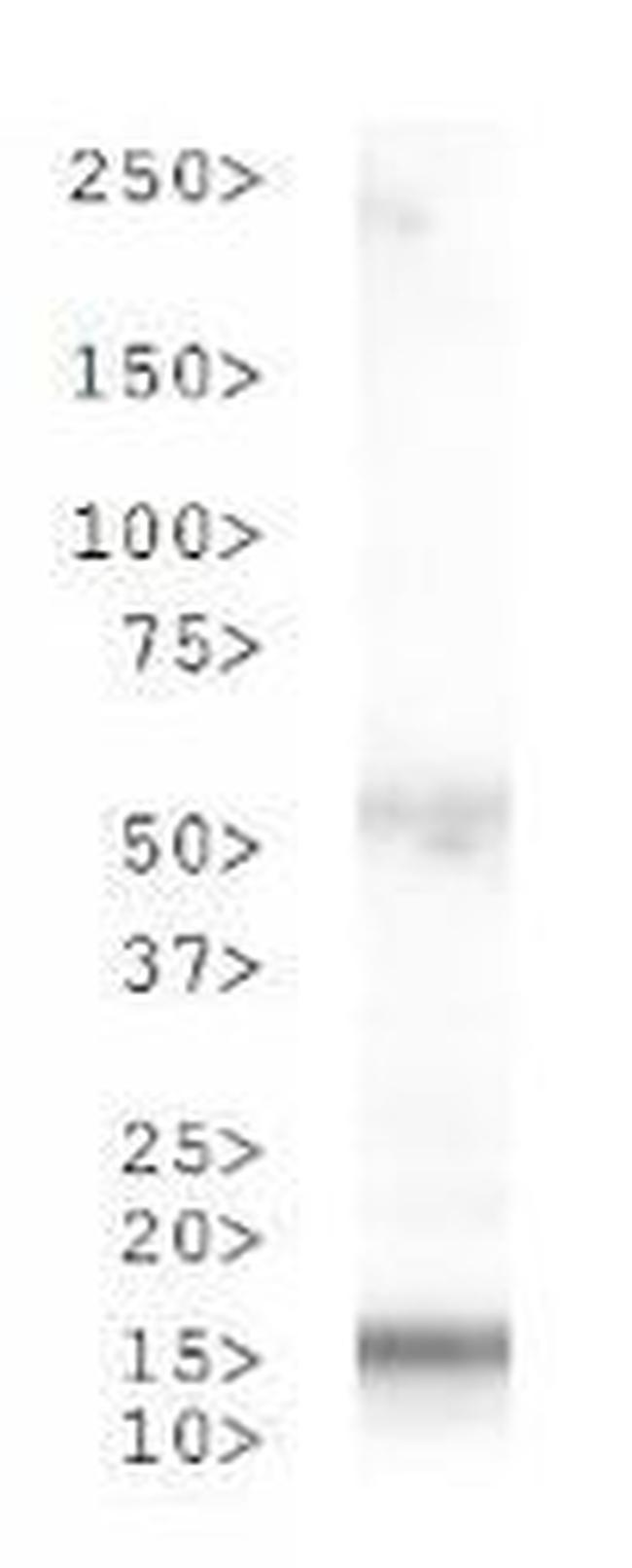 H3K4me2T3ph Antibody in Western Blot (WB)