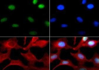 H3K4me1 Antibody in Immunocytochemistry (ICC/IF)