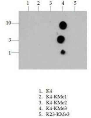 H3K4me3 Antibody in Peptide array (ARRAY)