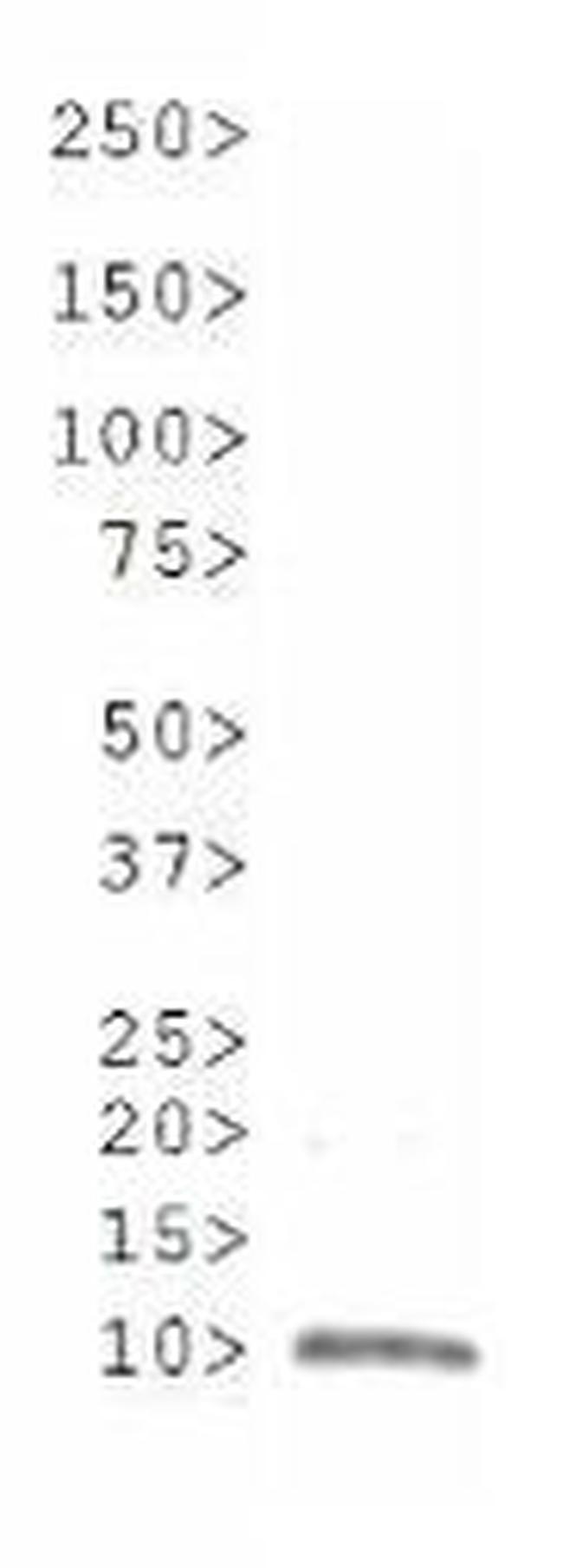 H3R8me2s Antibody in Western Blot (WB)