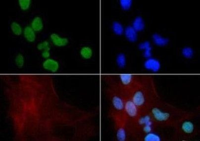 H3K9me1 Antibody in Immunocytochemistry (ICC/IF)