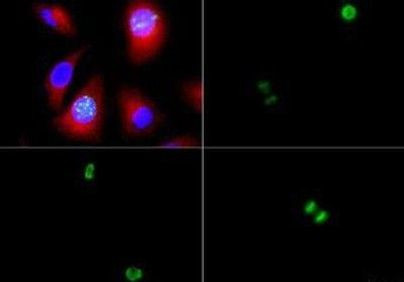 Phospho-Histone H3 (Ser10) Antibody in Immunocytochemistry (ICC/IF)