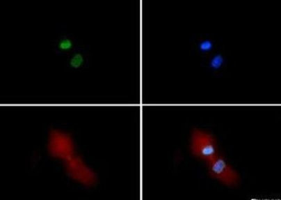 H3K4me3 Antibody in Immunocytochemistry (ICC/IF)