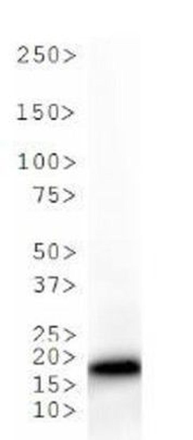 H3K36me1 Antibody in Western Blot (WB)