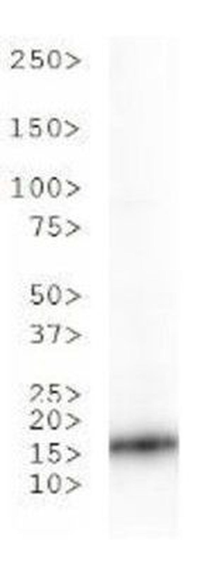 H3K36ac Antibody in Western Blot (WB)