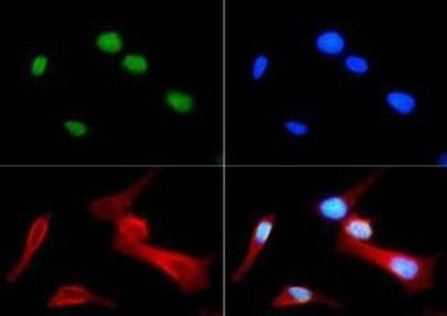 H4R3me1 Antibody in Immunocytochemistry (ICC/IF)