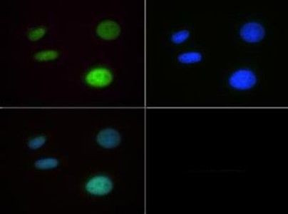 H4K20me1 Antibody in Immunocytochemistry (ICC/IF)