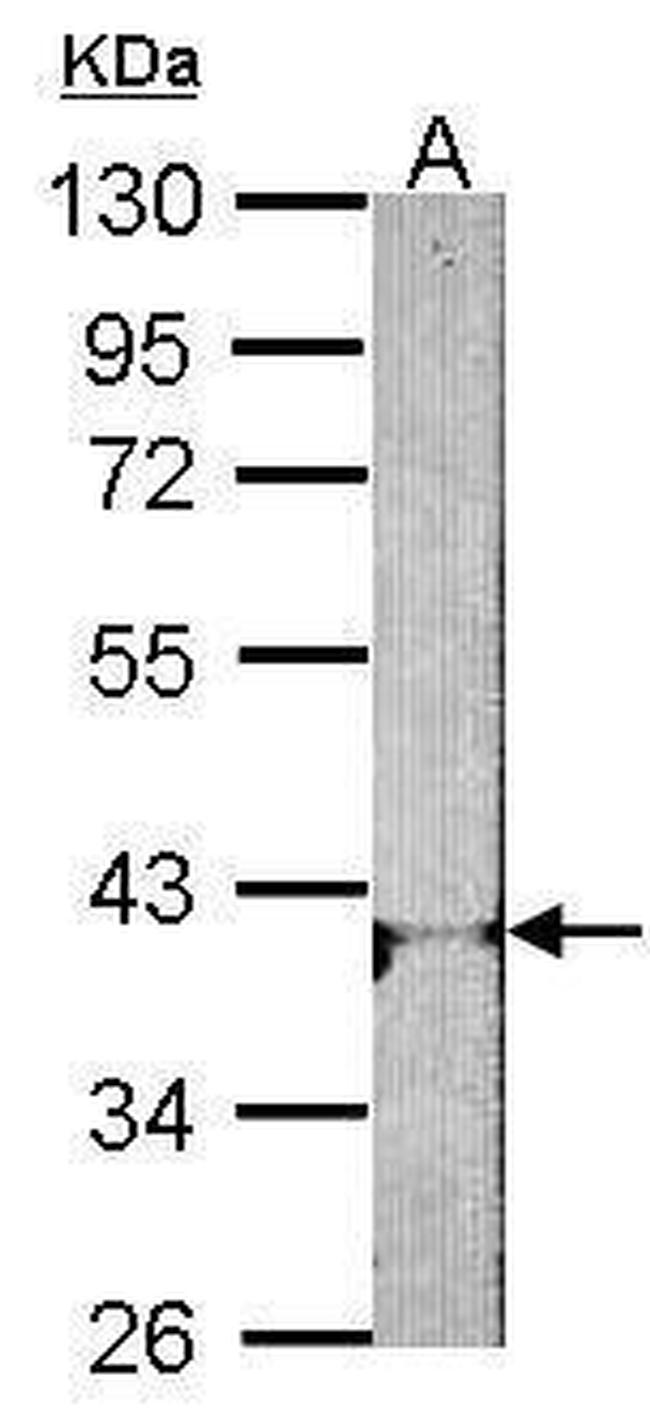 ADORA1 Antibody in Western Blot (WB)