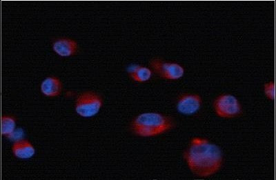 CXCR7 Antibody in Immunocytochemistry (ICC/IF)