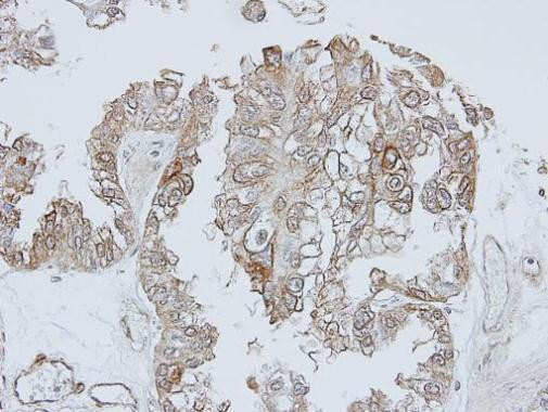 TRHR Antibody in Immunohistochemistry (Paraffin) (IHC (P))