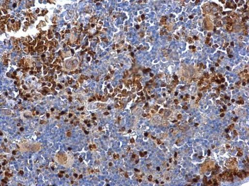 FLAP Antibody in Immunohistochemistry (Paraffin) (IHC (P))