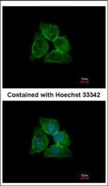 Annexin A13 Antibody in Immunocytochemistry (ICC/IF)