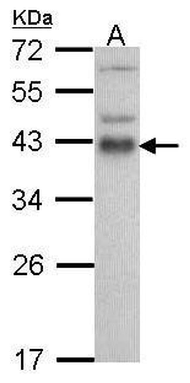 ATF1 Antibody in Western Blot (WB)