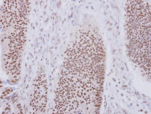 XAB2 Antibody in Immunohistochemistry (Paraffin) (IHC (P))