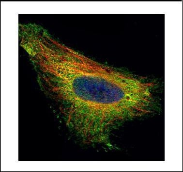 TIP30 Antibody in Immunocytochemistry (ICC/IF)
