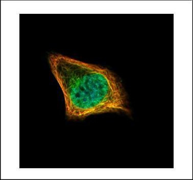 CENPF Antibody in Immunocytochemistry (ICC/IF)