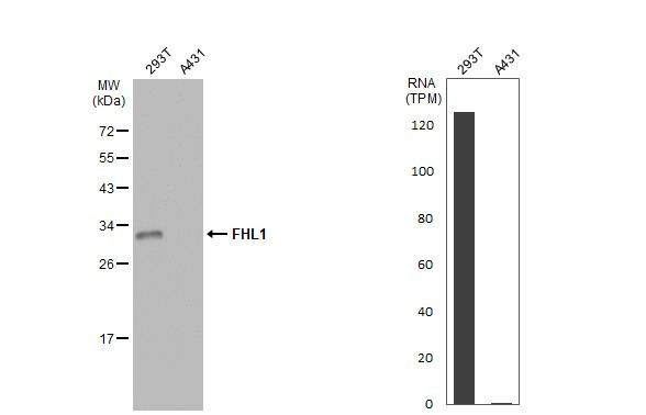 FHL1 Antibody in Western Blot (WB)