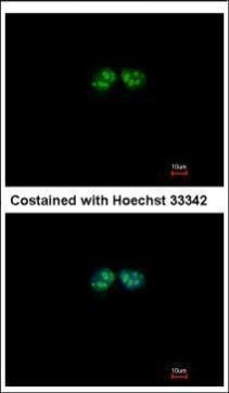 GPS1 Antibody in Immunocytochemistry (ICC/IF)