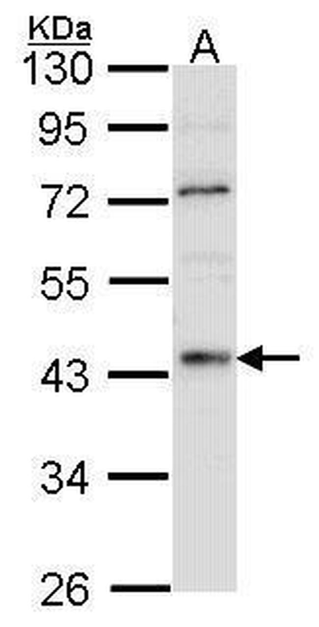 HNF4A Antibody in Western Blot (WB)