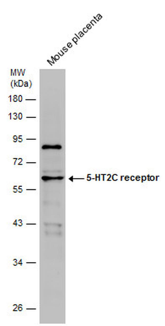 HTR2C Antibody in Western Blot (WB)