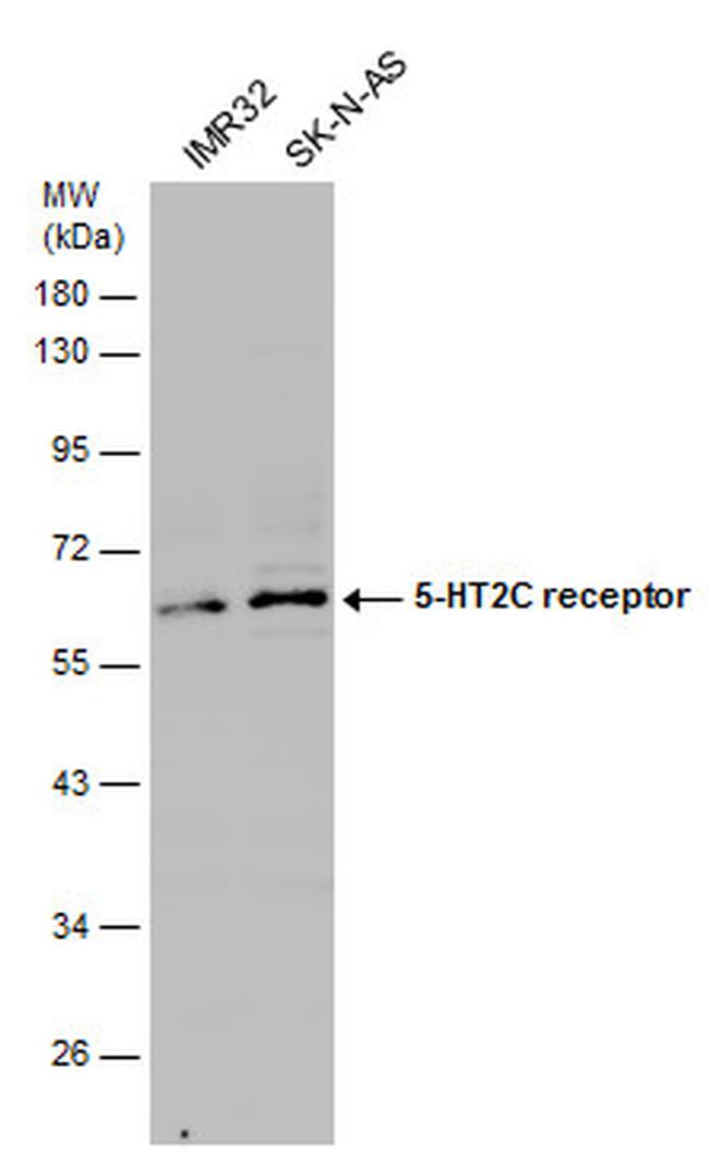 HTR2C Antibody in Western Blot (WB)