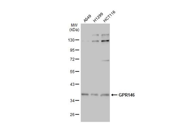 GPR146 Antibody in Western Blot (WB)