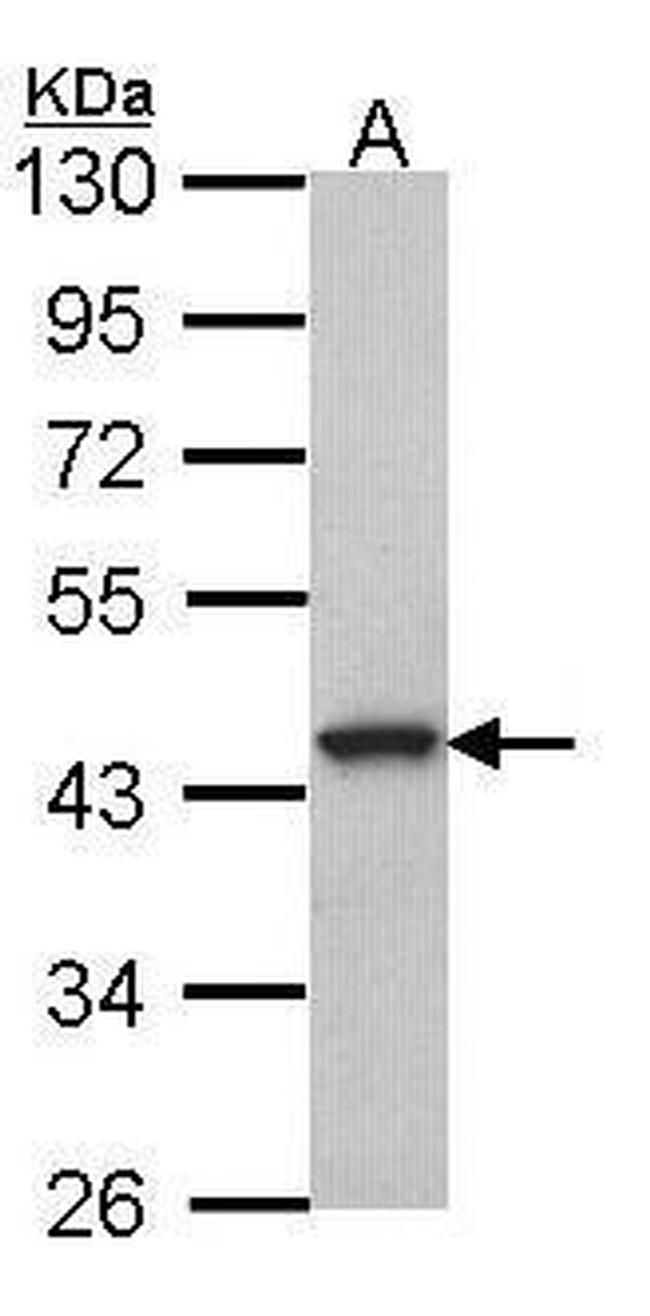 GPR20 Antibody in Western Blot (WB)