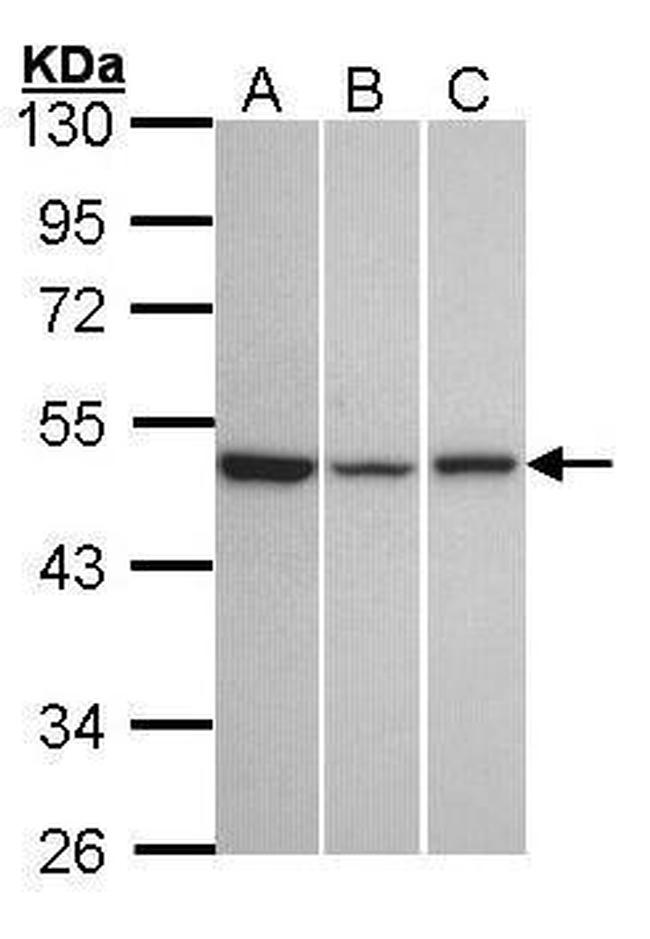 KISS1R Antibody in Western Blot (WB)