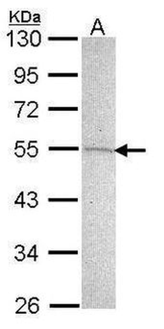 GPR83 Antibody in Western Blot (WB)