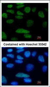 OCT4 Antibody in Immunocytochemistry (ICC/IF)