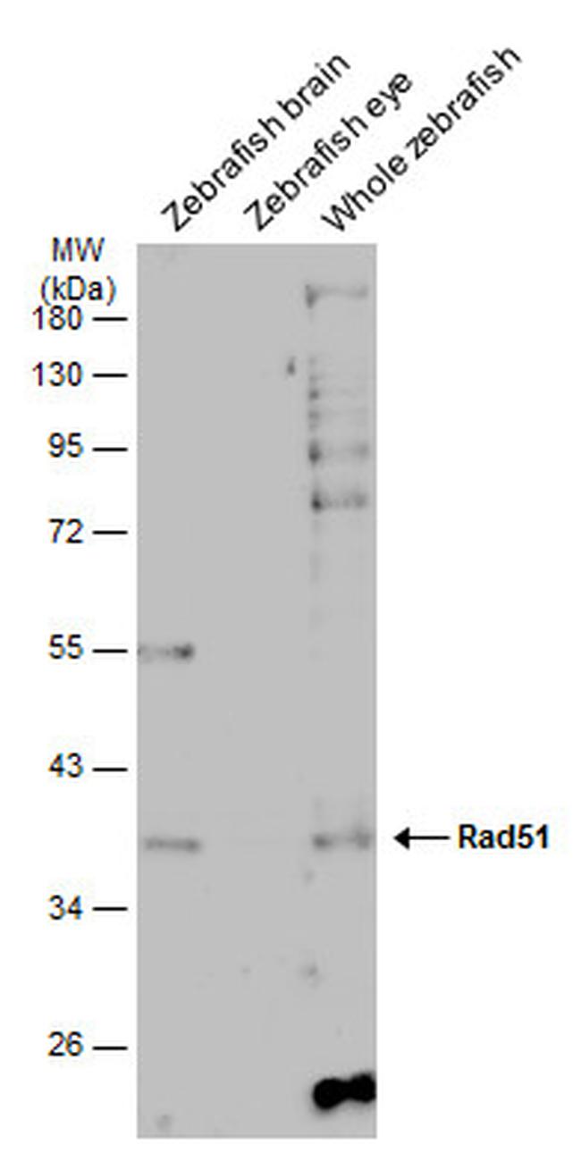 Zebrafish Rad51 RAD51 Polyclonal Antibody | Invitrogen (PA5-27195)