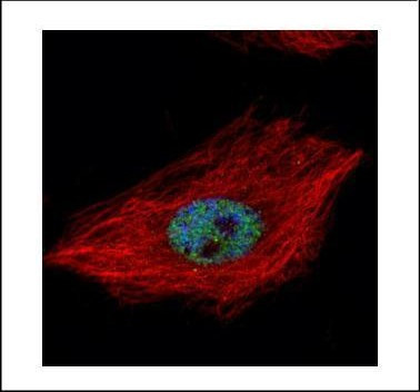 TDP-43 Antibody in Immunocytochemistry (ICC/IF)