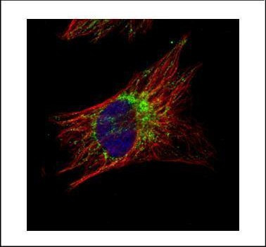 TID1 Antibody in Immunocytochemistry (ICC/IF)