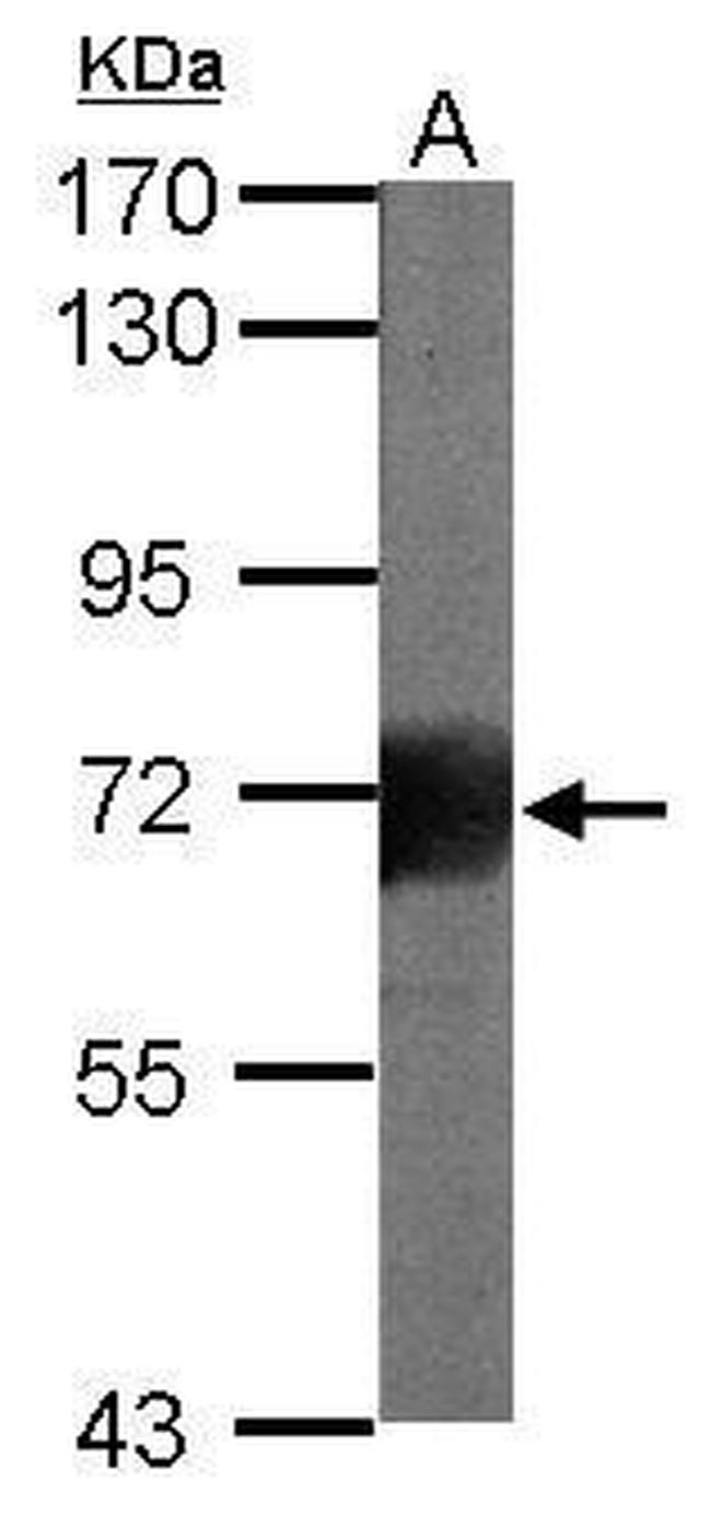 RHAMM Antibody in Western Blot (WB)