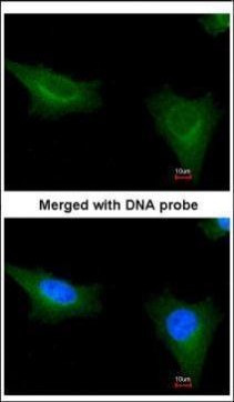 TTLL1 Antibody in Immunocytochemistry (ICC/IF)