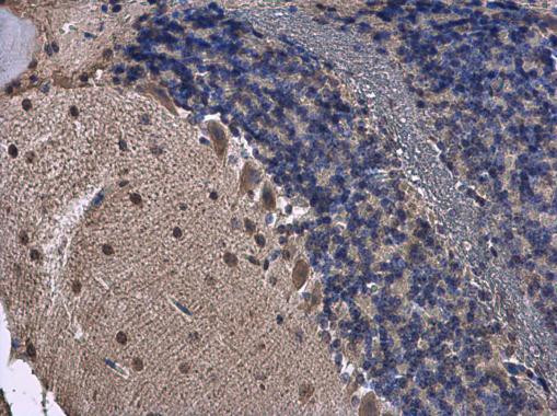 FGF13 Antibody in Immunohistochemistry (Paraffin) (IHC (P))