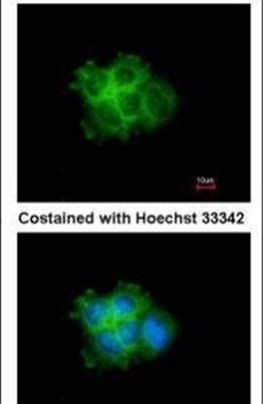 SHC Antibody in Immunocytochemistry (ICC/IF)