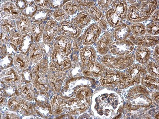WNT4 Antibody in Immunohistochemistry (Paraffin) (IHC (P))