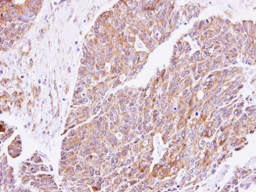 cGKI Antibody in Immunohistochemistry (Paraffin) (IHC (P))