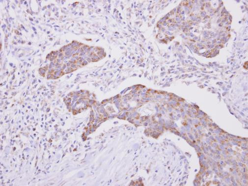 Cytochrome P450 Reductase Antibody in Immunohistochemistry (Paraffin) (IHC (P))