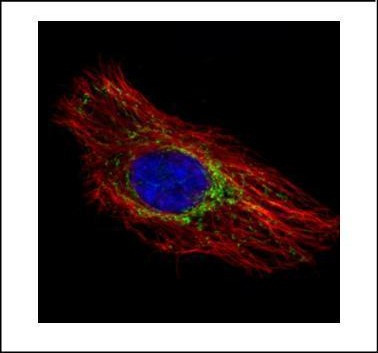 Prohibitin Antibody in Immunocytochemistry (ICC/IF)