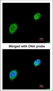MEF2A Antibody in Immunocytochemistry (ICC/IF)