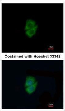 Decorin Antibody in Immunocytochemistry (ICC/IF)