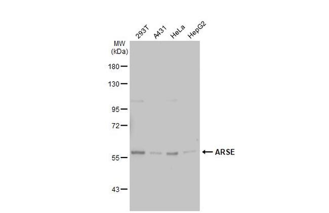 Arylsulfatase E Antibody in Western Blot (WB)