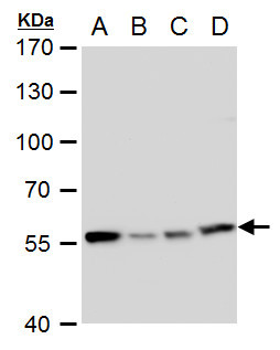 TCP-1 eta Antibody in Western Blot (WB)
