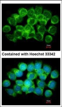 AHCY Antibody in Immunocytochemistry (ICC/IF)